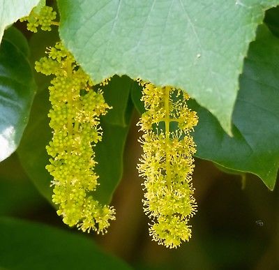 องุ่นมัสคาดีนดำ (Black Mascadine Grape) / 5 เม็ด (USA)