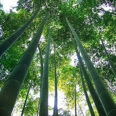 ไผ่โมโซยักษ์ (Giant Moso bamboo) / 30 เม็ด