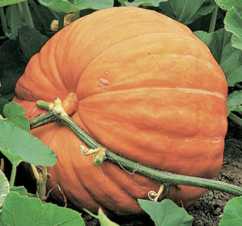 ฟักทองยักษ์ (Giant pumpkin) / 5 เม็ด (China)