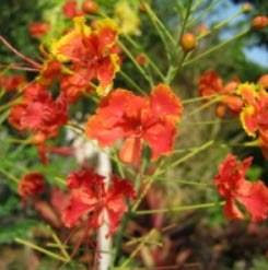 หางนกยูงไทย คละ 3 สี / 25 เม็ด