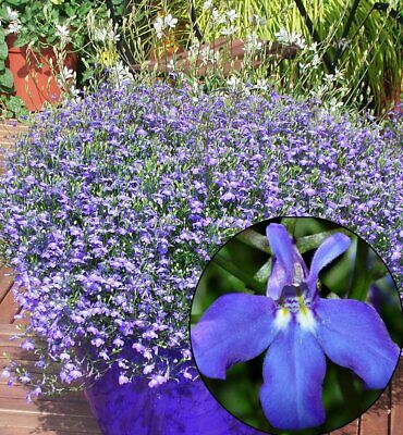 โลบีเลีย (Genus Lobelia) คละ 200 เม็ด (Russia)