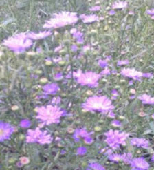 ต้นดอกคัตเตอร์สีม่วงอ่อน (Purple Cutter Flower) / ต้น