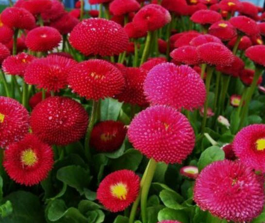 อิงลิช เดซี่ (English Daisy - Pomponette Red) สีแดงสด / 500 เม็ด (UK)