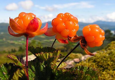 คลาวด์เบอรี่ (Cloudberry) / 10 เม็ด (นอก)