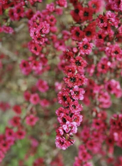 มานูก้า แดง (Red Manuka) / 50 เม็ด (NZ)*