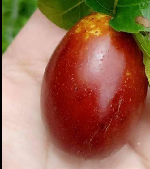 ต้น พุทราจีน สายพันธุ์ลูกรี ต้นเสียบยอด สูง 70-90 ซ.ม. ต้นไม้นำเข้าจากจีน