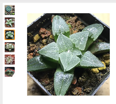ฮาโวเทีย (Haworthia cooperi) คละ / 50 เม็ด