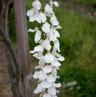 วิสเทอเรีย (Wisteria) คละสี / 12 เม็ด