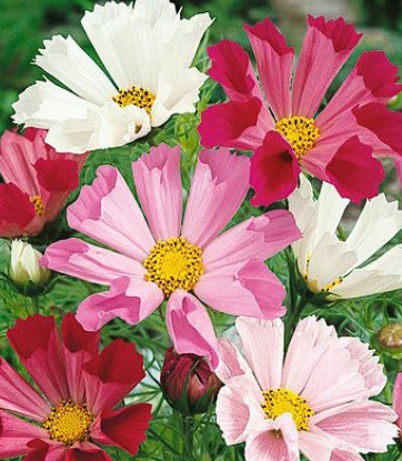 ดาวกระจาย ซี เชลล์ (Cosmos Sea Shells) / 100 เม็ด