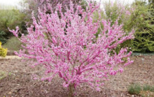 เรดบัด หรือหงษ์ฟู่ (Redbud / Cercis Chinensis) / 25 เม็ด (นอก)
