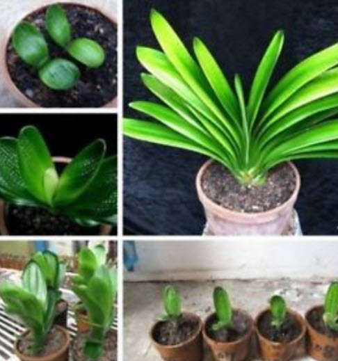 คลิเวีย บลู สกาย (Blue Sky Clivia) น้ำเงิน / 5 เม็ด