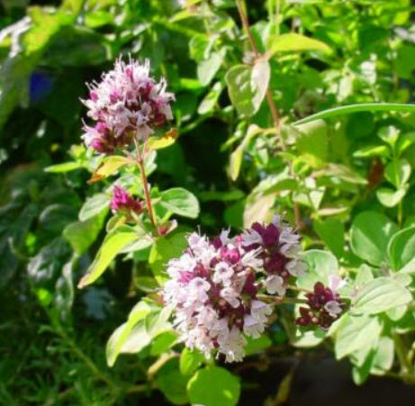 ออริกาโน หรือมาจอแรมป่า (Oregano / Wild Marjoram) / 4,000 เม็ด (UK)