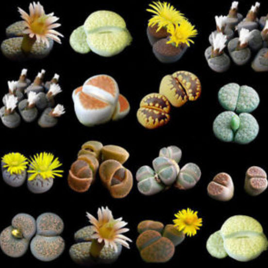ไลท็อปส์ (Lithops) คละ / 50 เม็ด