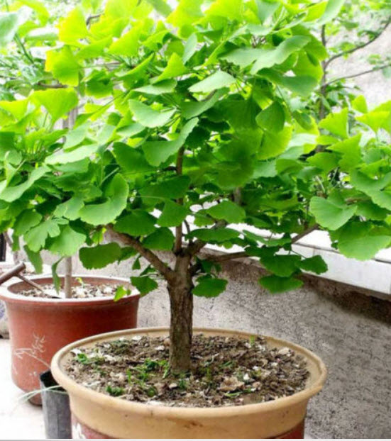 แปะก๊วย บอนไซ (Ginkgo Biloba) / 5 เม็ด (China)