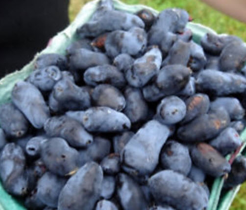 ฮันนี่เบอรี่ (Honey berry / Haskap Berry) / 25 เม็ด (China)