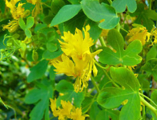 แนสเตอเตียม (Nasturtium) พันธุ์เลื้อย สีเหลือง / 20 เม็ด (UK)