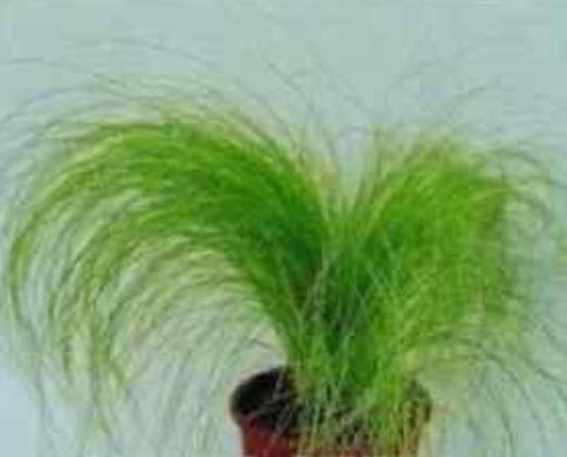 หญ้าหางม้า (Pony tails Grass) / 100 เม็ด (UK)