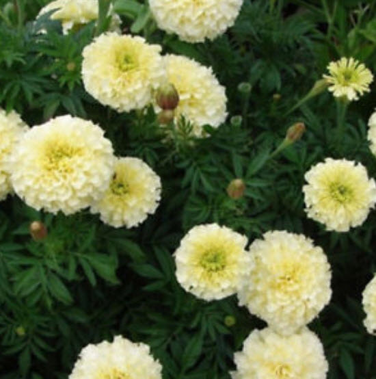 ดาวเรือง คีรีแมนจาโร (Marigold Erecta Kilimanjaro) สีขาว / 35 เม็ด (Ukraine)