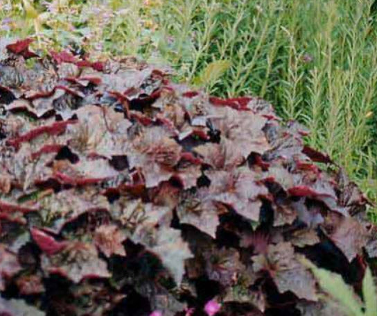 ฮิวเชร่า (Heuchera - Palace Purple) / 50 เม็ด (Australia)*