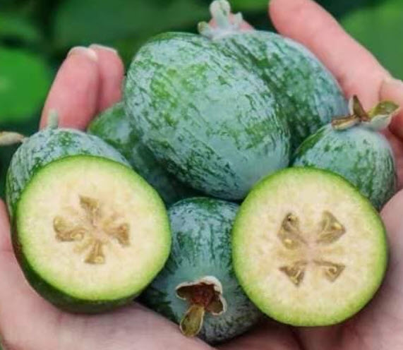 ต้นฝรั่งเฟยโจว ฝรั่งสับปะรด พันธุ์ Andre สูง 50-70 ซ.ม. ต้นไม้นำเข้า