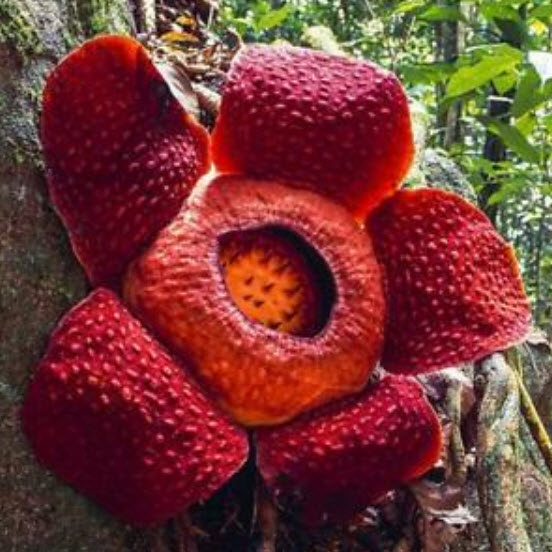บัวผัด หรือบัวตูม (Rafflesia) / 10 เม็ด (นอก)