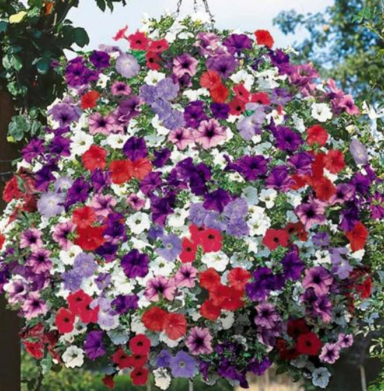 คาลิบราโคว์ คาบลูม (Calibrachoa - Kabloom) คละ / 200 เม็ด