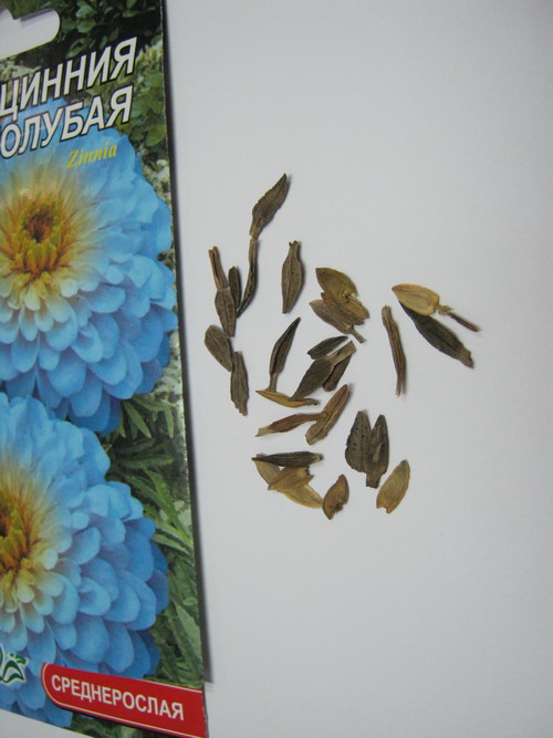 บานชื่นสีฟ้า ( Zinnia haageana blue #764) / ซอง 30 เม็ด (Ukraine)