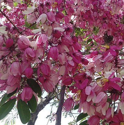 คูนชมพู หรือรัตนพฤกษ์ (Cassia) / 20 เม็ด