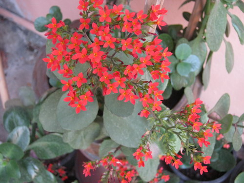 ต้นกุหลาบหิน (Kalanchoe) สีแดง size-S / ต้น