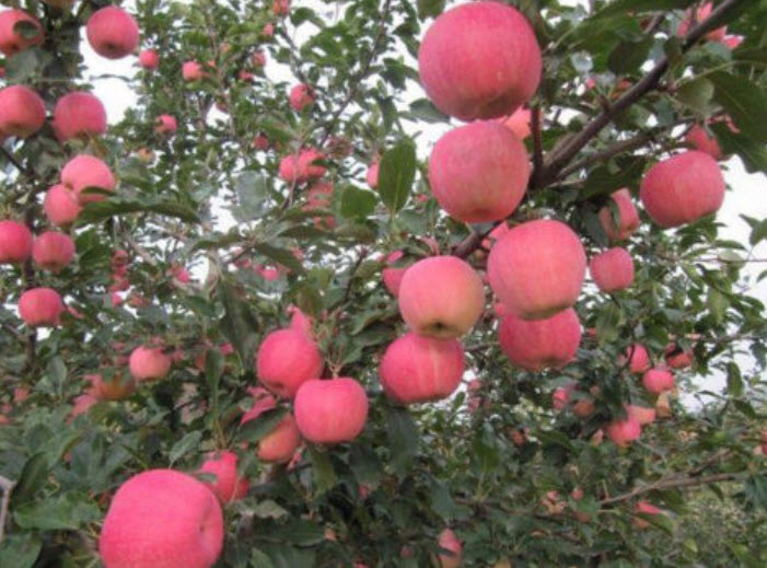 แอปเปิ้ล (Apple) / 20 เม็ด