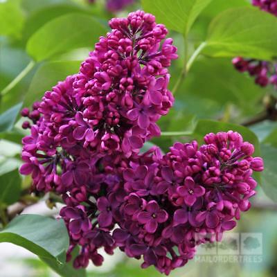 ไลแลคญี่ปุ่น (Japanese Lilac) สีชมพู / 50 เม็ด (นอก)