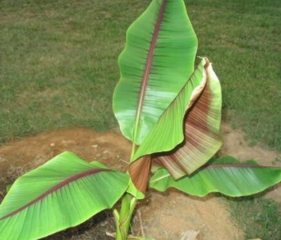 กล้วยหก หรือกล้วยยูนนาน (Musa itinerans) / 5 เม็ด (UK)