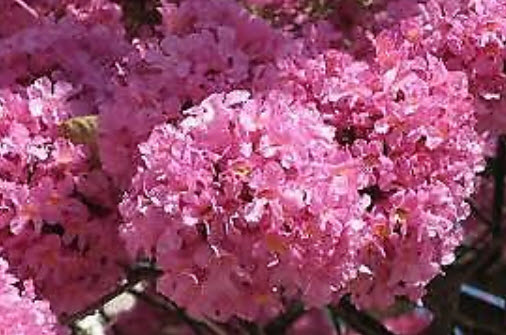 ศรีตรัง (Jacaranda mimosifolia) สีชมพู / 5 เม็ด (Brazil)