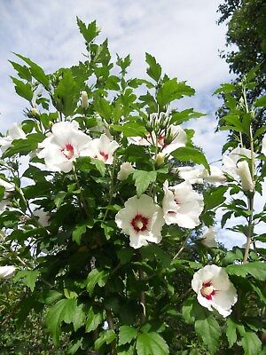เมล็ดพันธุ์ โรส ออฟ ชารอน สีขาว "เรด ฮาร์ท" (Rose of Sharon) / 50 เม็ด (UK)