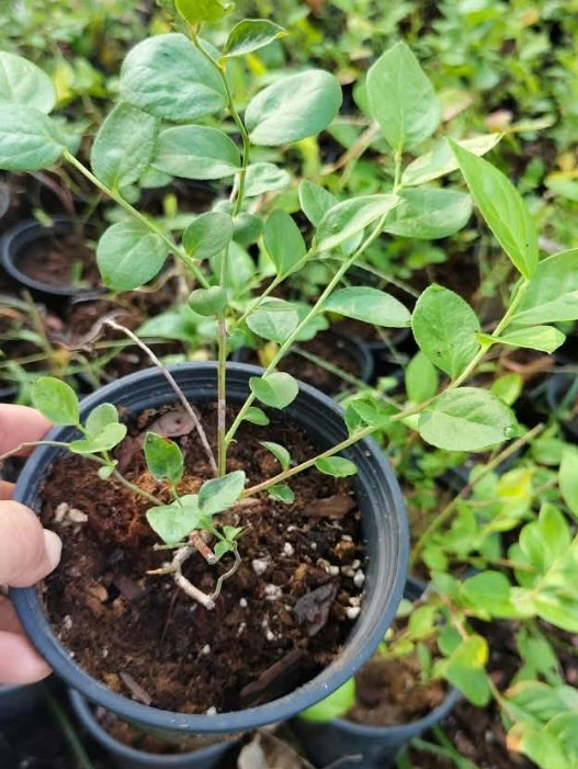 ต้น บลูเบอรี่ Blueberry สายพันธุ์ L11 ต้นเพาะเนื้อเยื่อ อายุต้น 3 ปี+ สูง 30-60 ซ.ม.