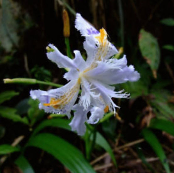 แจแปนีส ไอริส (Japanese Iris) สีขาว / 10 เม็ด