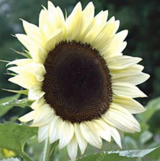 ทานตะวัน (Sunflower) คละ / 100 เม็ด