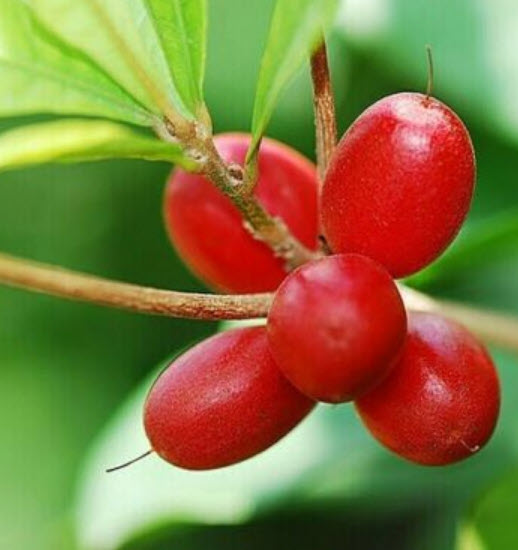 ต้นมหัศจรรย์ หรือมิราเคิล สูง 50-70 ซ.ม.