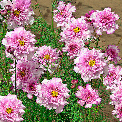 ดาวกระจายซ้อน (Cosmos - Double Click Bi-color Pink) / 60 เม็ด (UK)