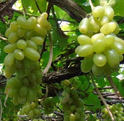 ต้นองุ่น ไวท์มะละกา (White Malaka) / ต้น