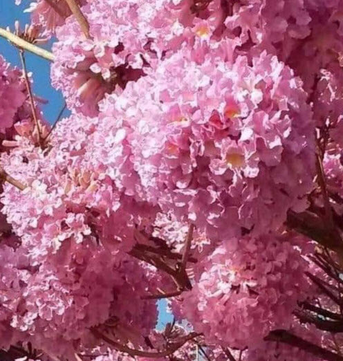 ต้น พันธุ์ทิพย์พวง หรือชมพู่พันธุ์ทิพย์ฮาวาย เพาะเมล็ด สูง 15-30 ซ.ม.