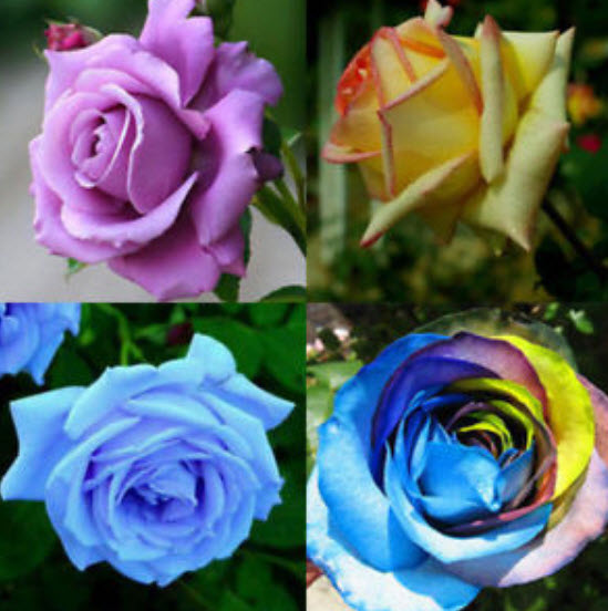 กุหลาบ (Rose) คละสี / 50 เม็ด (นอก)