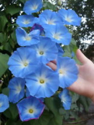 มอนิ่ง กลอรี่ (Morning glory - Heaven Blue) สีฟ้า / 120 เม็ด (UK)