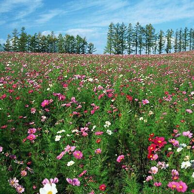 ดอกไม้ป่า (wildflowers) คละ / 100 เม็ด (นอก)