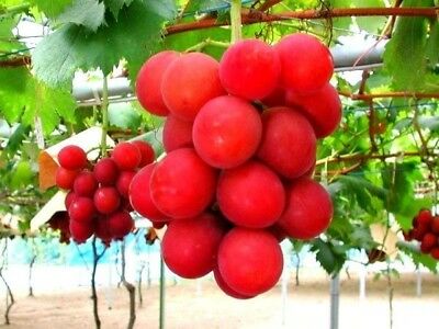 องุ่น รูบี้ โรมัน (Ruby Roman Grape) / 10 เม็ด