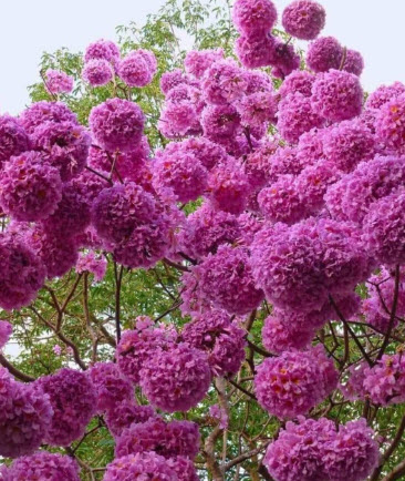 ต้น พันธุ์ทิพย์พวง หรือชมพู่พันธุ์ทิพย์ฮาวาย เพาะเมล็ด สูง 15-30 ซ.ม.