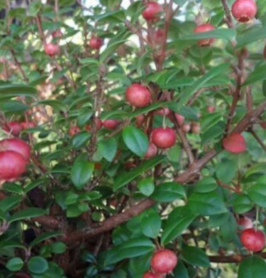 ชิเลียน กาวา (Chilean Guava) / 10 เม็ด (Portugal) *