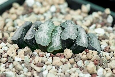 ฮาโวเทีย Haworthia truncata / 100 เม็ด