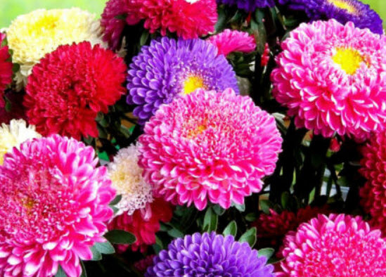 แอสเตอร์จีน - ปริ้นซลีย์ มิกซ์ (China Aster - Princely mix) / 450 เม็ด (UK)