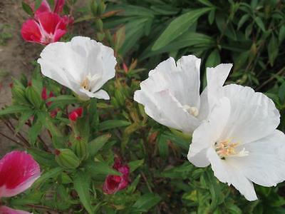 ก็อดดีเทีย โมนาร์ช (Godetia Monarch) คละ / 2,000 เม็ด (UK)